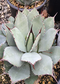Agave parryi ssp. huachucensis 